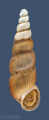 Truncatella scalarina