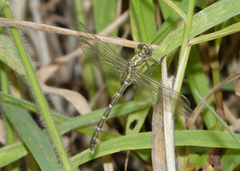 Hemigomphus heteroclytus