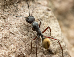 Camponotus suffusus bendigensis