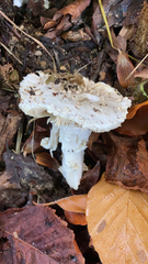 Amanita solitaria
