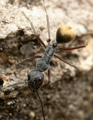 Camponotus suffusus bendigensis