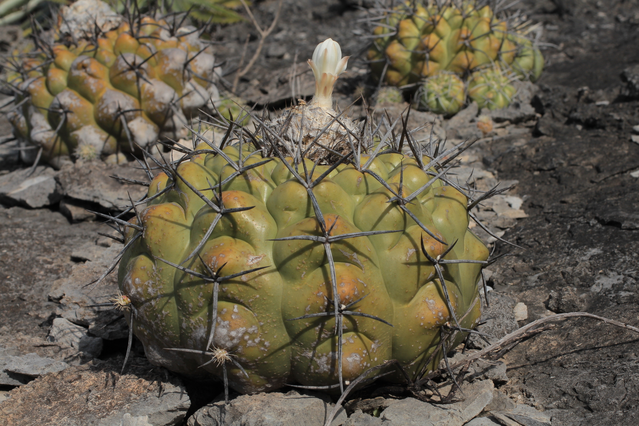 Discocactus boliviensis