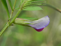 Vicia sativa