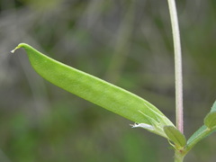 Vicia sativa