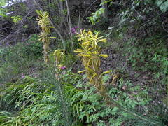 Asphodeline lutea