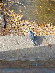 Columba livia domestica