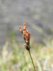 Primula farinosa