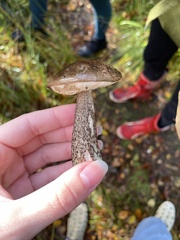 Leccinum variicolor