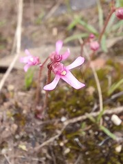 Utricularia tenella