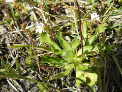 Primula farinosa