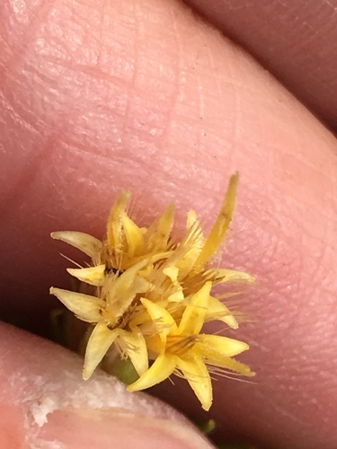 Ericameria parryi var. latior
