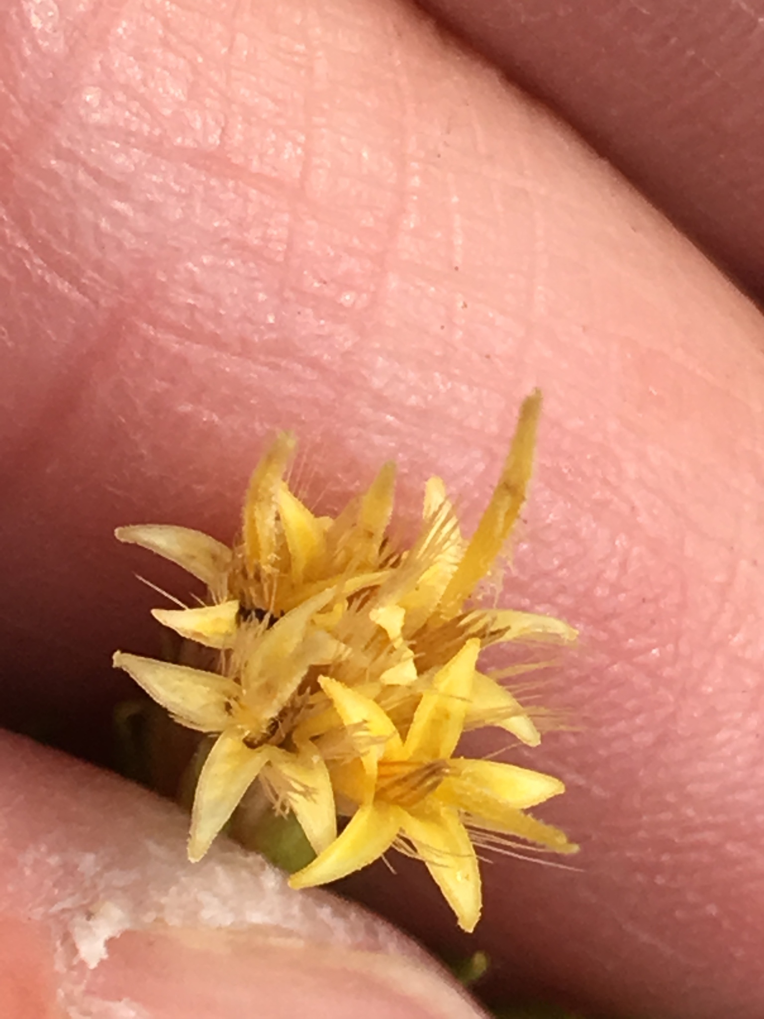 Ericameria parryi var. latior