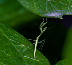 Miomantis paykullii