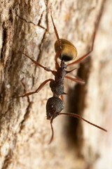 Dolichoderus extensispinus