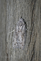 Elesma subglauca