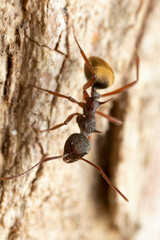 Dolichoderus extensispinus