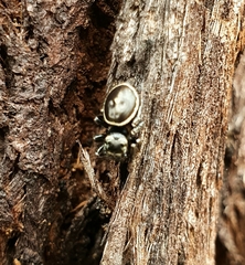 Zenodorus orbiculatus