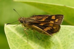 Potanthus trachala