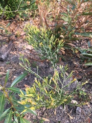 Ericameria parryi latior