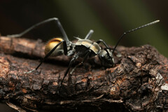 Polyrhachis brisbanensis