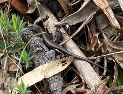 Lampropholis guichenoti