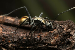 Polyrhachis brisbanensis