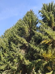 Picea omorika