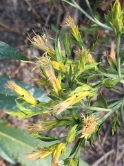 Ericameria parryi latior