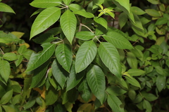 Vitex trifolia
