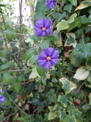 Lycianthes rantonnetii