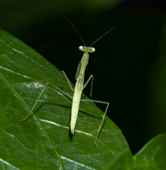 Miomantis paykullii