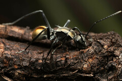 Polyrhachis brisbanensis