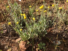Chrysocephalum apiculatum