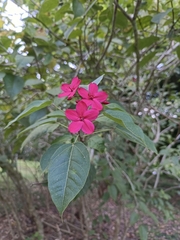 Jatropha integerrima