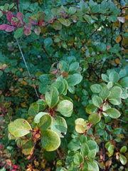 Berberis thunbergii