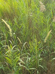 Setaria magna