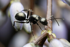 Camponotus cameratus