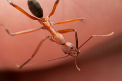 Leptomyrmex tibialis