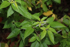 Vitex trifolia