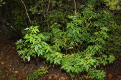 Vitex trifolia