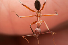 Leptomyrmex tibialis
