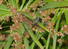 Hemigomphus heteroclytus
