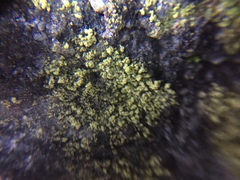 Chaenotheca furfuracea