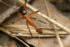 Leptomyrmex cnemidatus