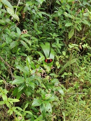 Heliconius