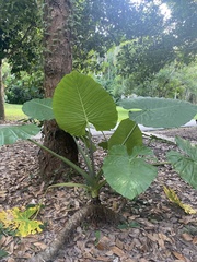 Alocasia