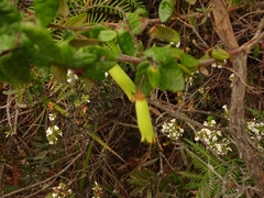 Correa reflexa