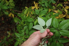Vitex trifolia