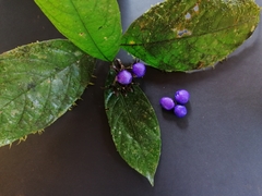 Palicourea suerrensis