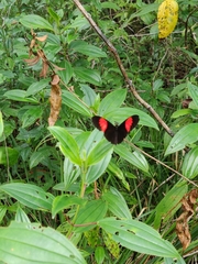 Heliconius